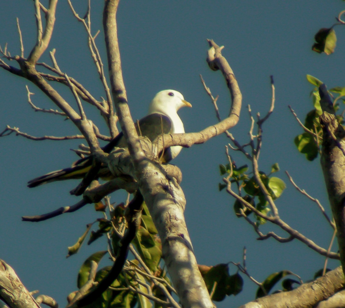 Black-backed Fruit-Dove - ML646901284