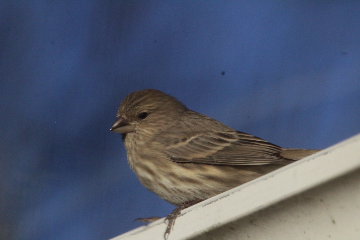 House Finch - ML646901285