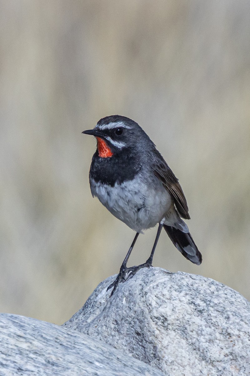 Chinese Rubythroat - ML646901286