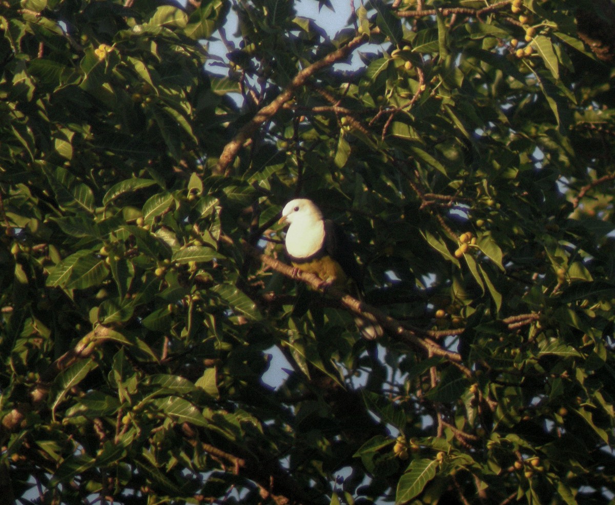 Black-backed Fruit-Dove - ML646901290