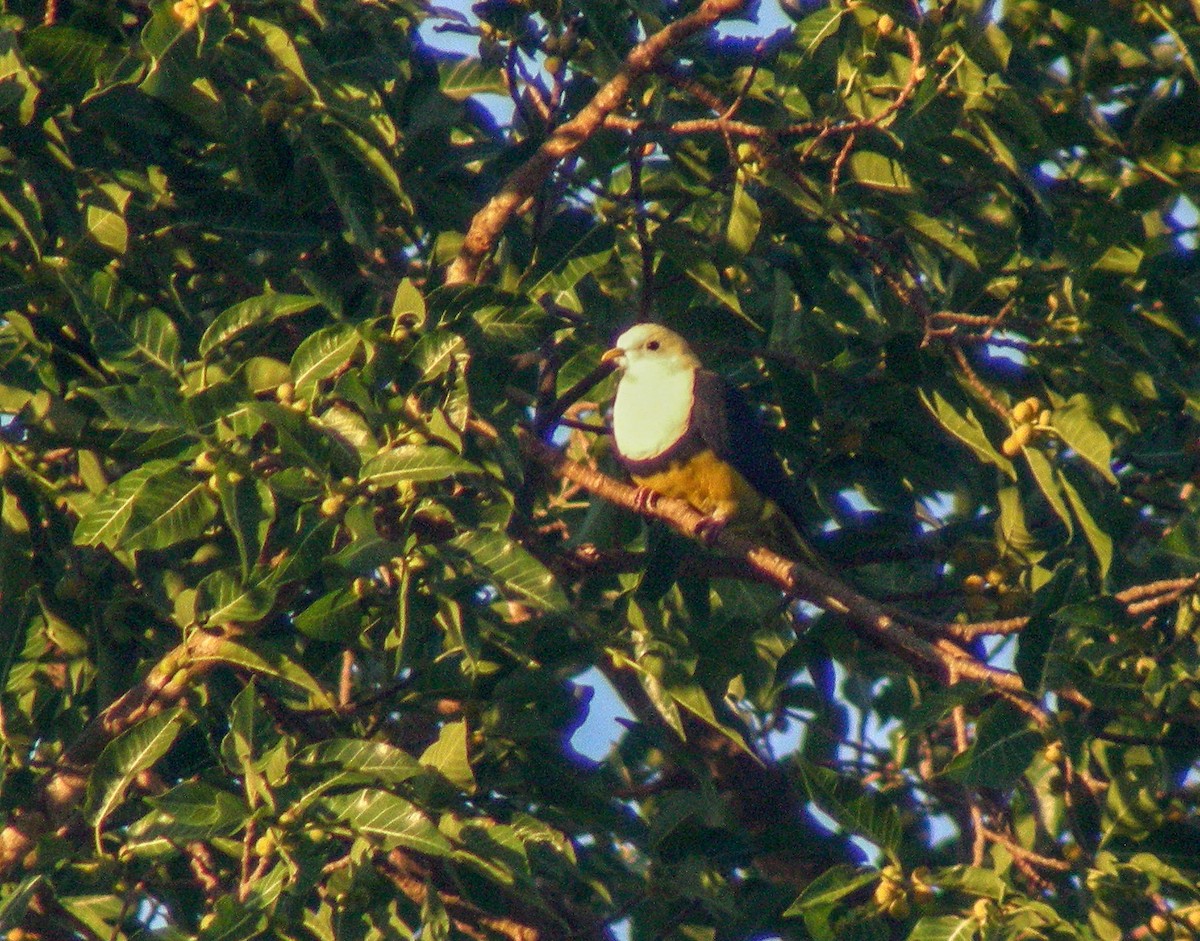 Black-backed Fruit-Dove - ML646901291