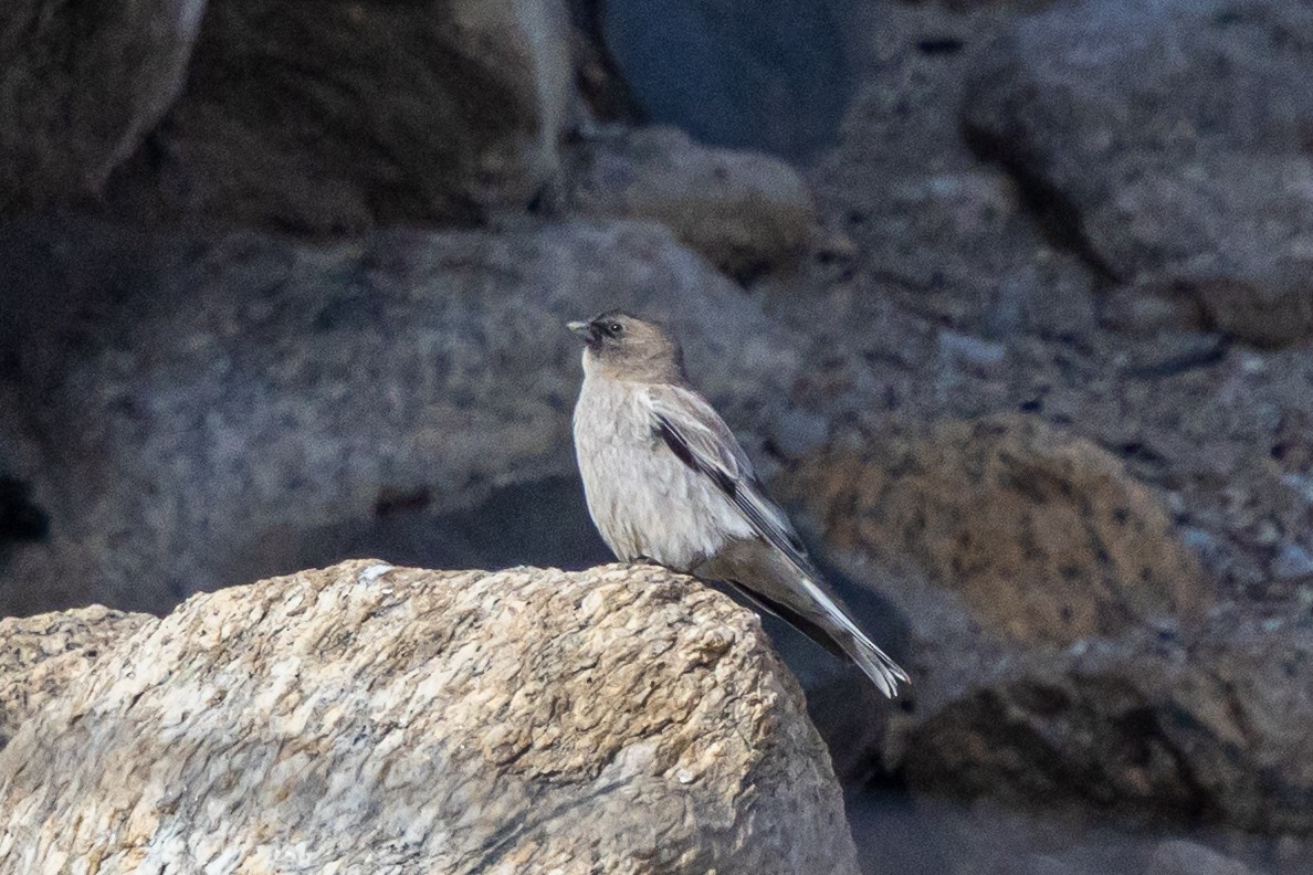 Black-headed Mountain Finch - ML646901292