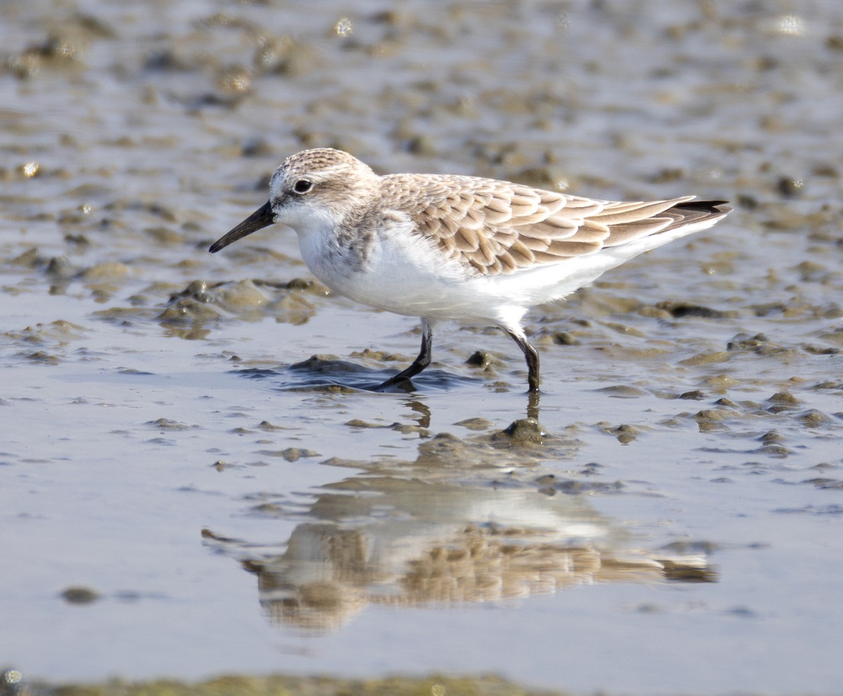 Zwergstrandläufer - ML646901302