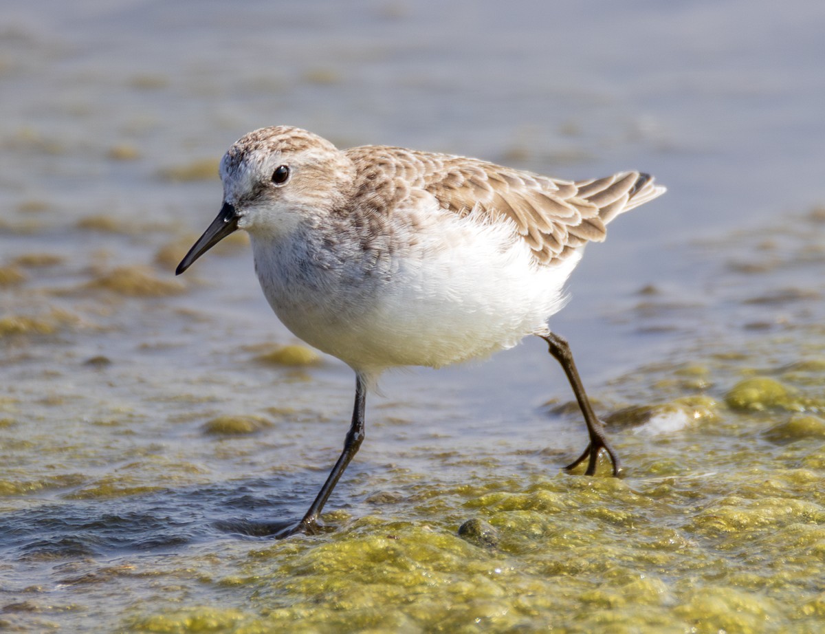 Zwergstrandläufer - ML646901303