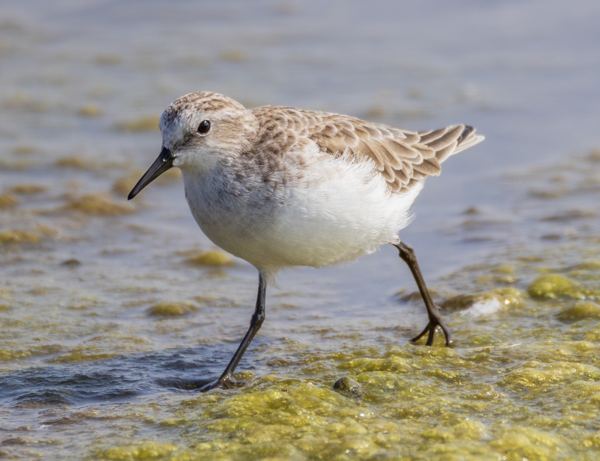 Zwergstrandläufer - ML646901304