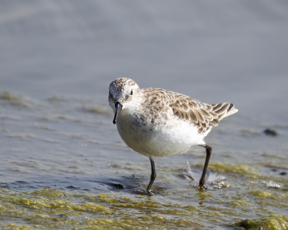 Zwergstrandläufer - ML646901305