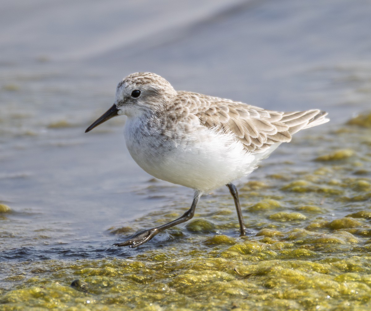 Zwergstrandläufer - ML646901306