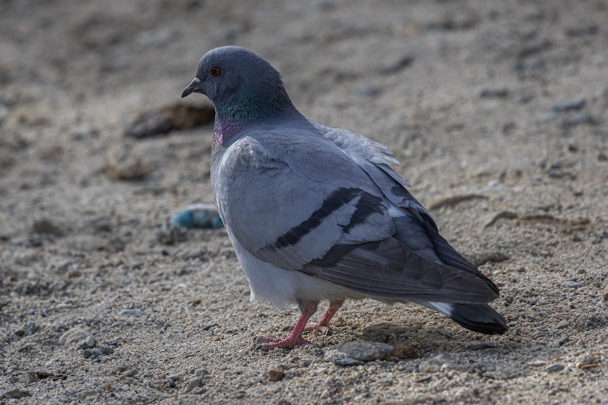 Hill Pigeon - ML646901307