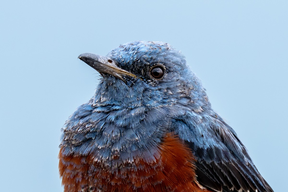 Blue Rock-Thrush - ML646901308