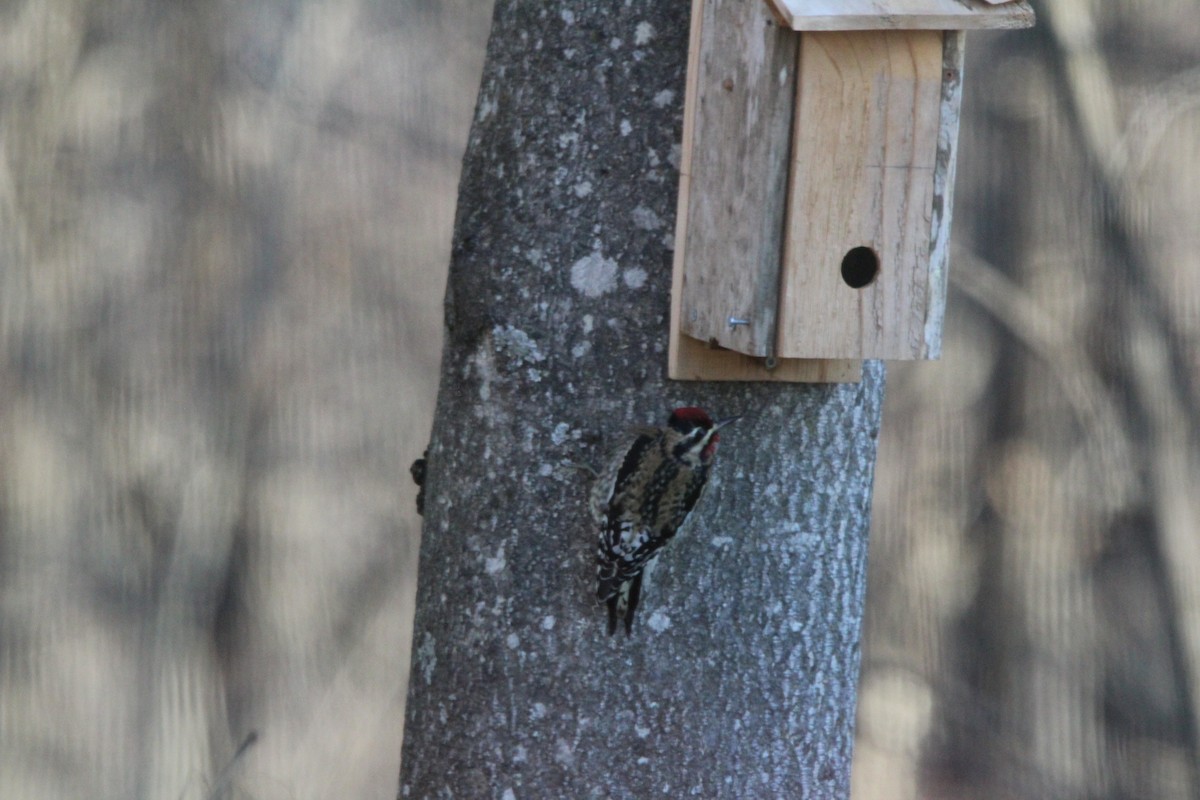 Yellow-bellied Sapsucker - ML646901311