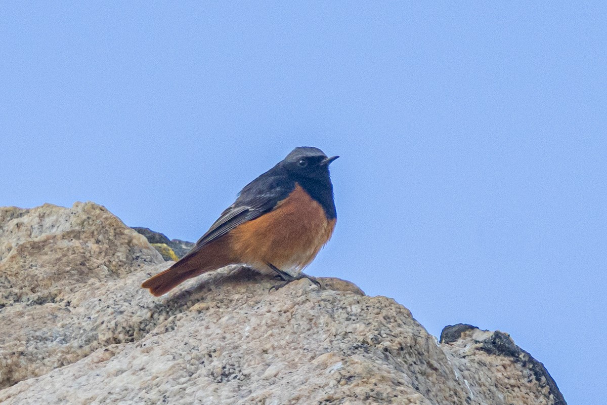 赭紅尾鴝 - ML646901312