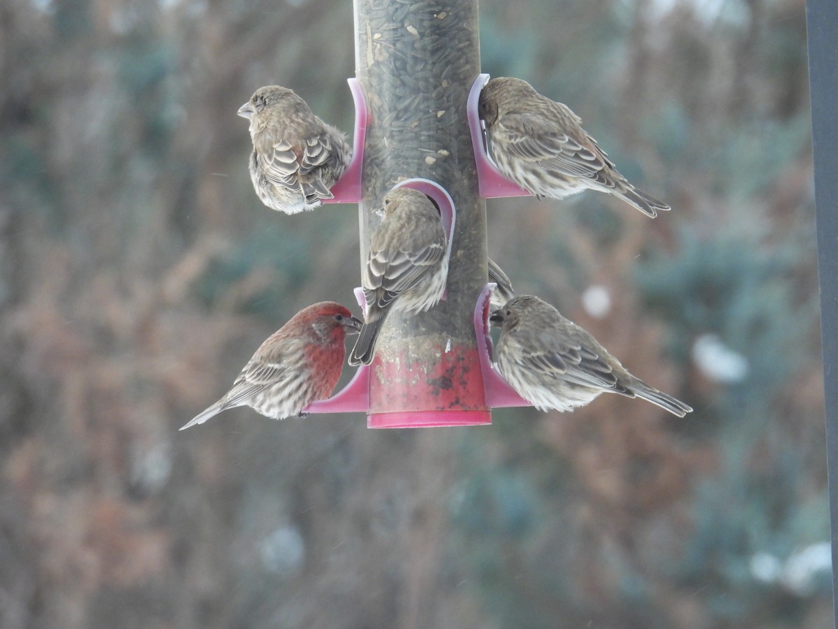 Чечевиця садова - ML646901313