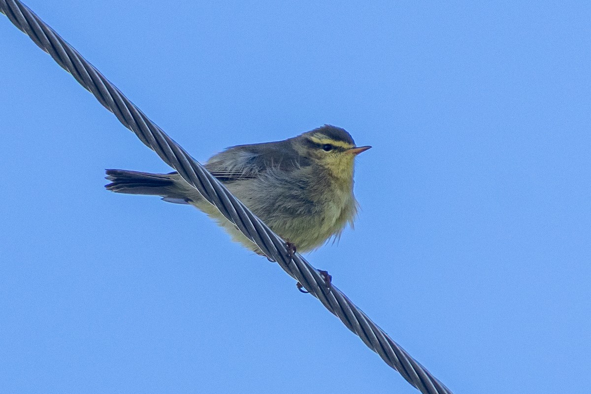 黃腹柳鶯 - ML646901314