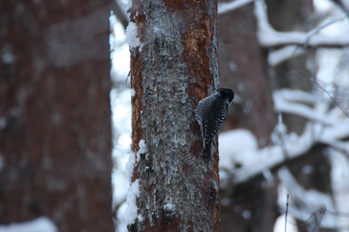 American Three-toed Woodpecker - ML646901316