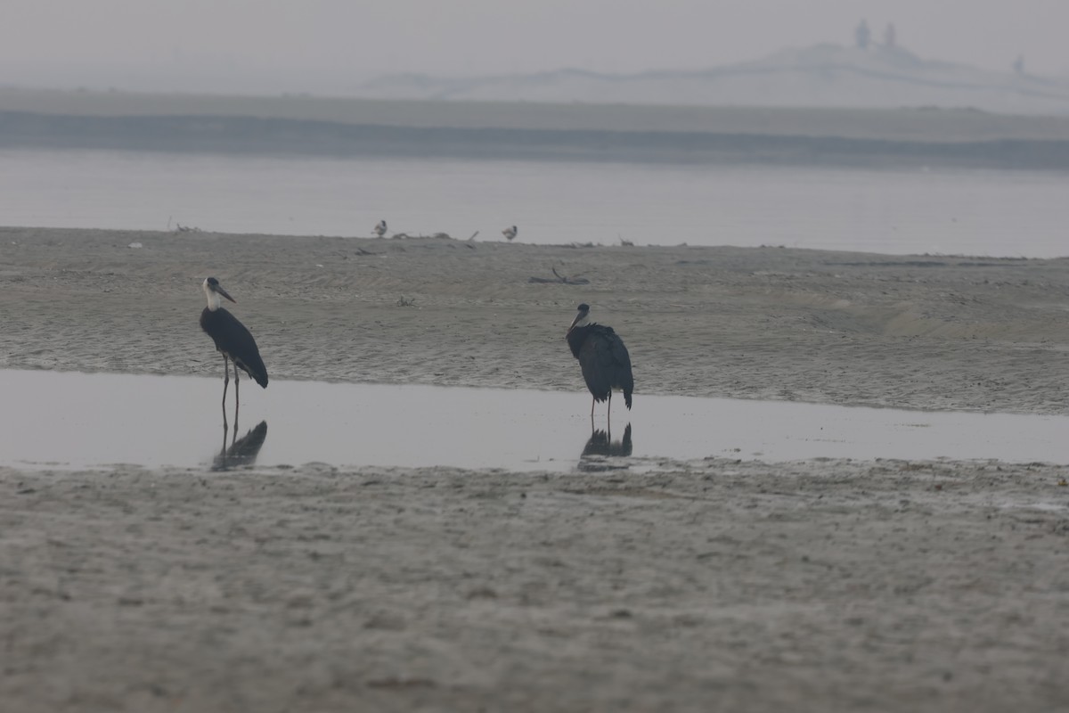 Asian Woolly-necked Stork - ML646901318