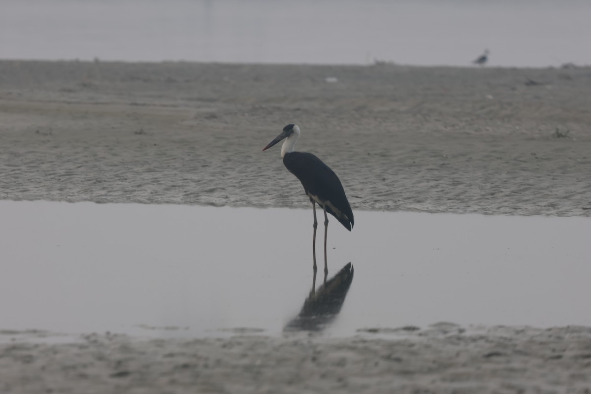Asian Woolly-necked Stork - ML646901319
