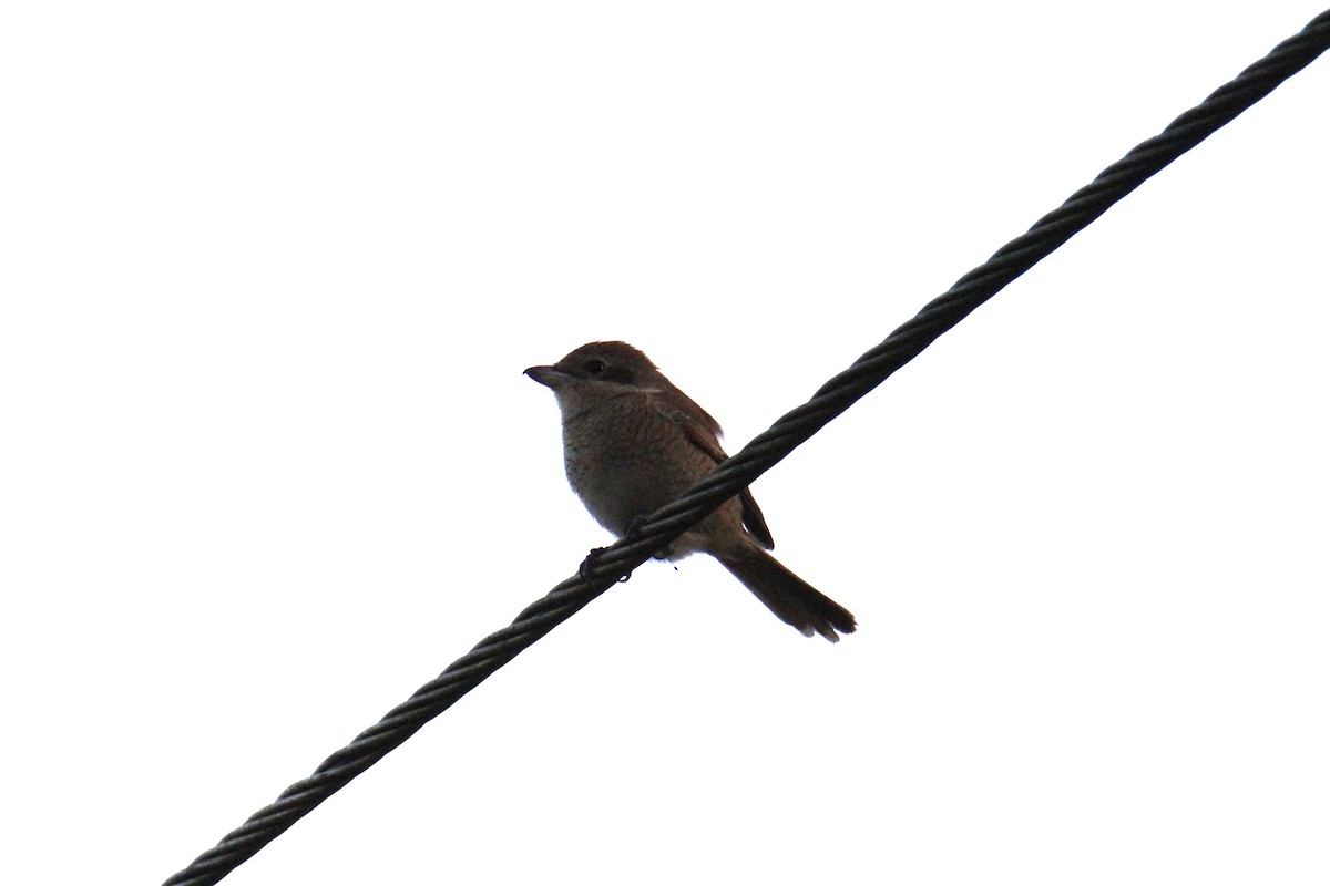 Pie-grièche du Tibet - ML646901321