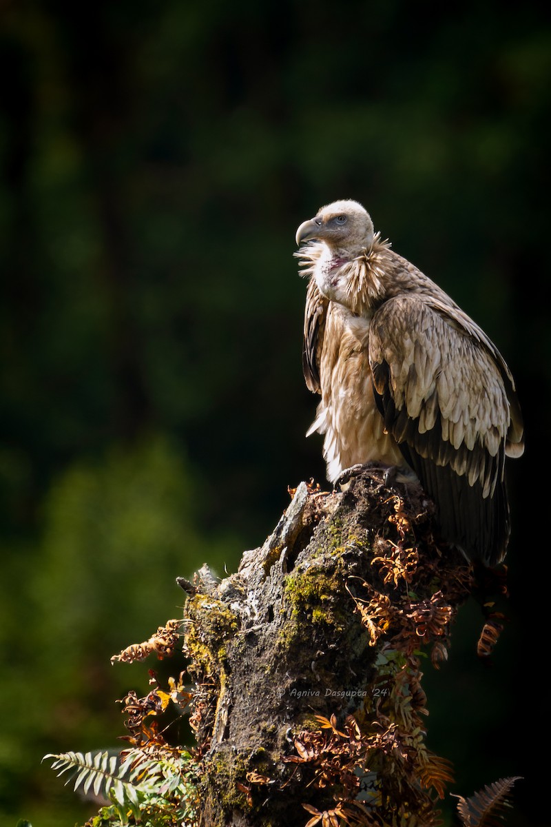 Кумай - ML646901322