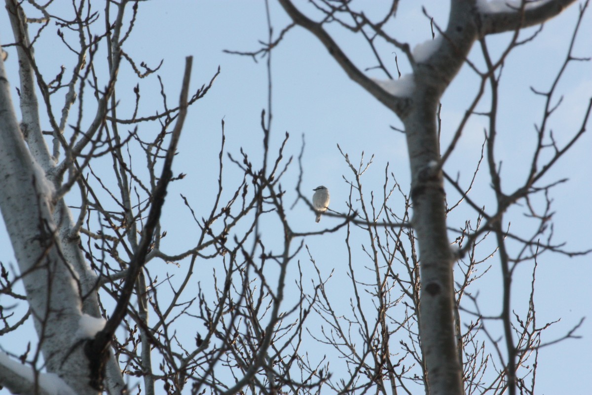 Northern Shrike - ML646901325