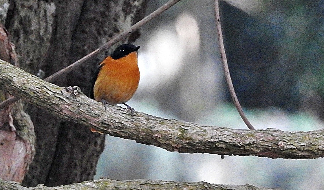Black-and-orange Flycatcher - ML646901326