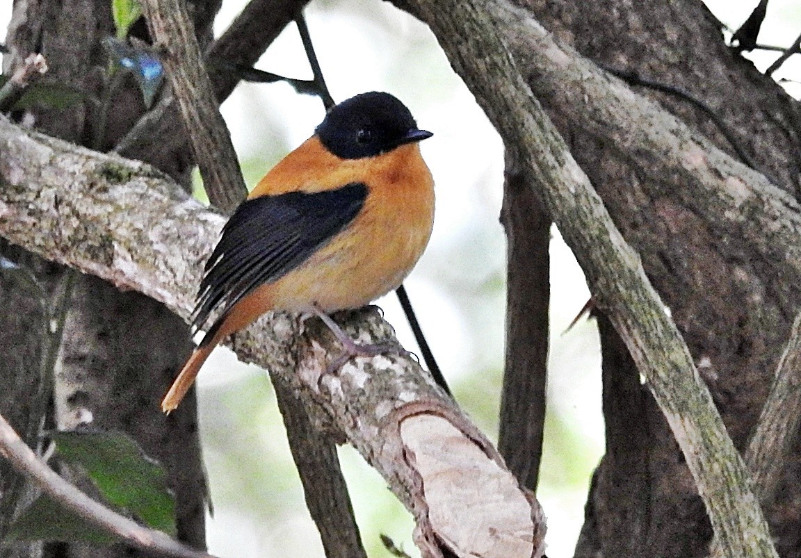 Black-and-orange Flycatcher - ML646901327