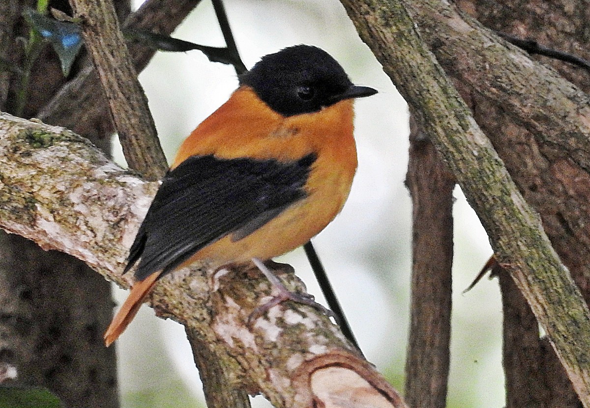 Black-and-orange Flycatcher - ML646901328
