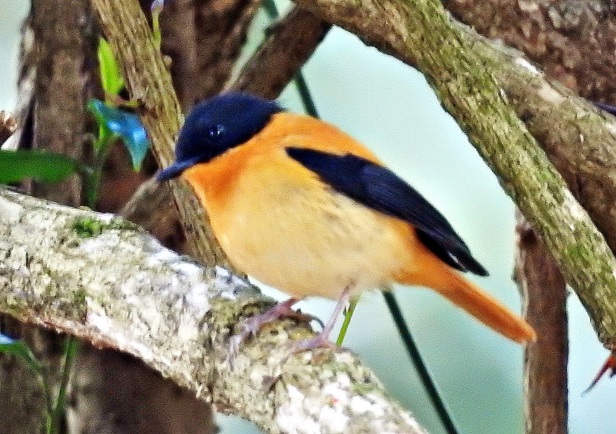 Black-and-orange Flycatcher - ML646901329