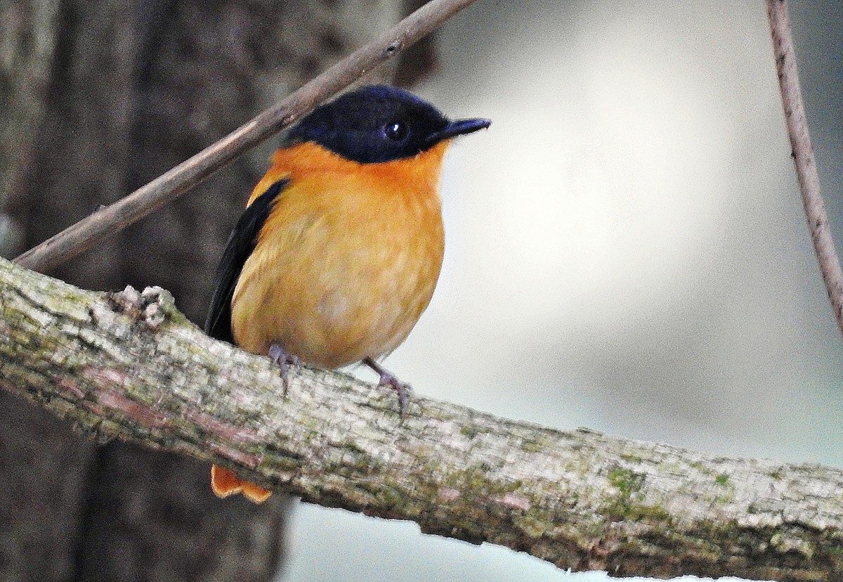 Black-and-orange Flycatcher - ML646901330