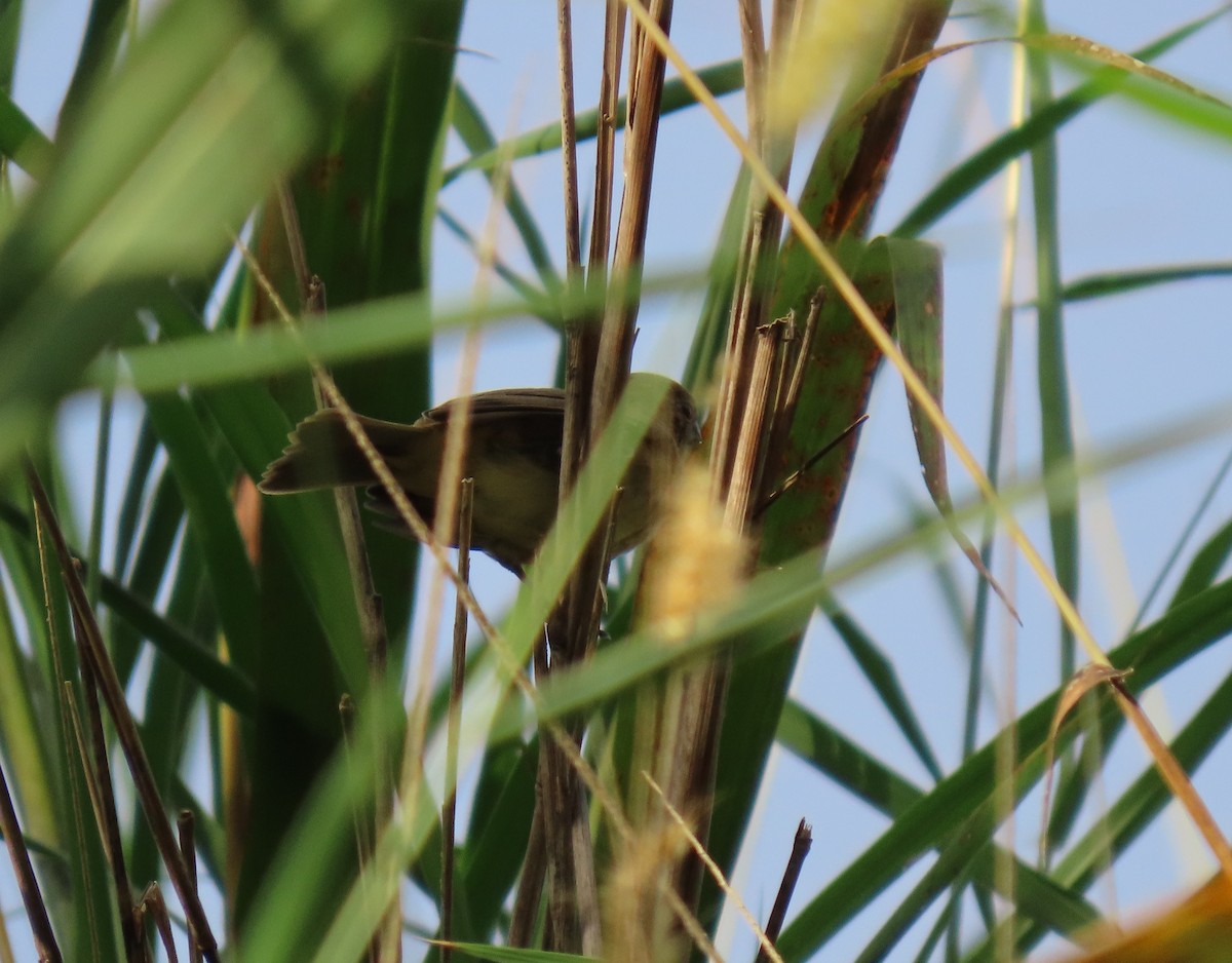 Semillero Ventriamarillo - ML646901331