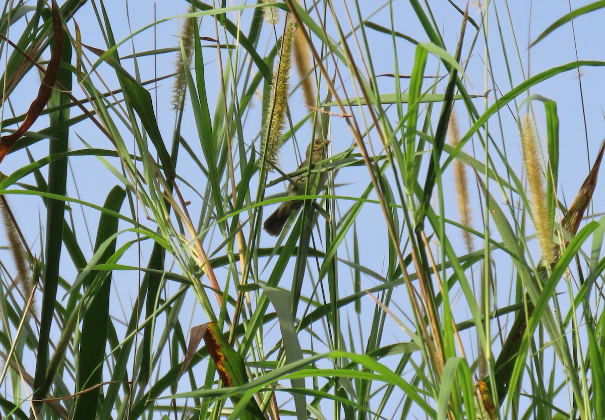 Semillero Ventriamarillo - ML646901332