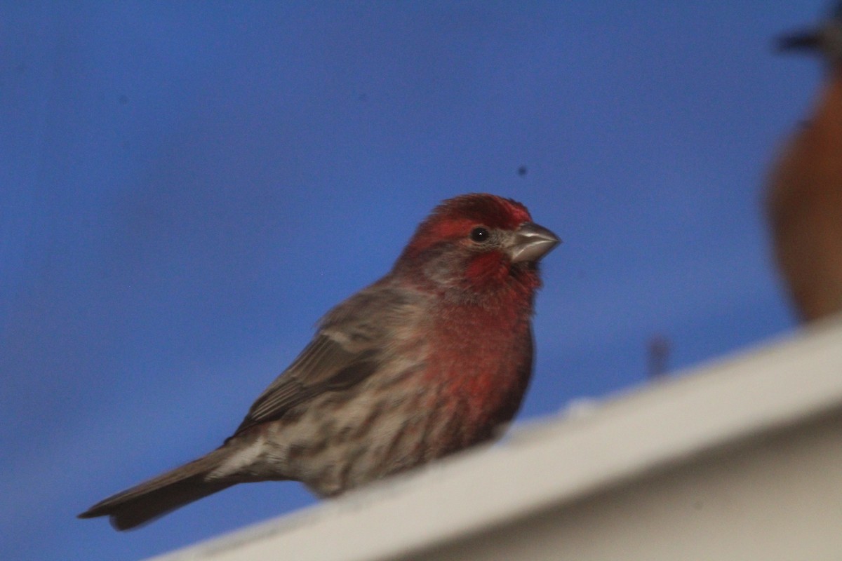 House Finch - ML646901333