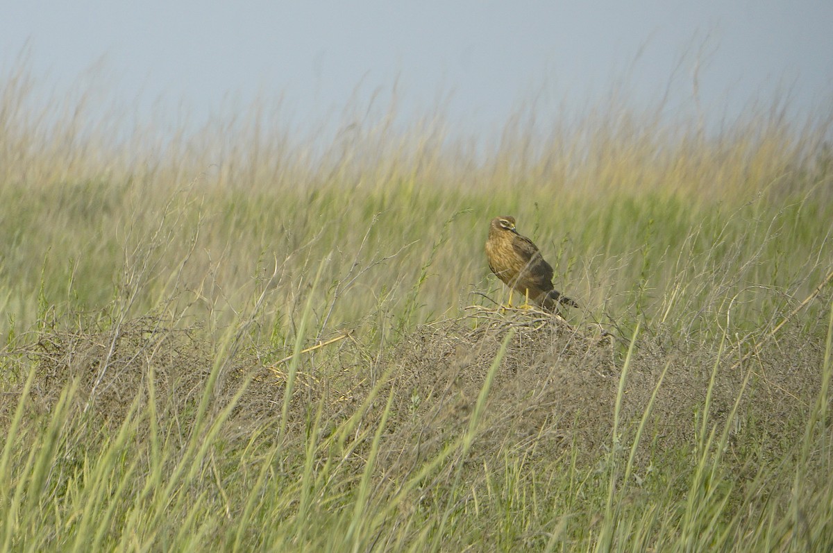 Busard pâle - ML646901336