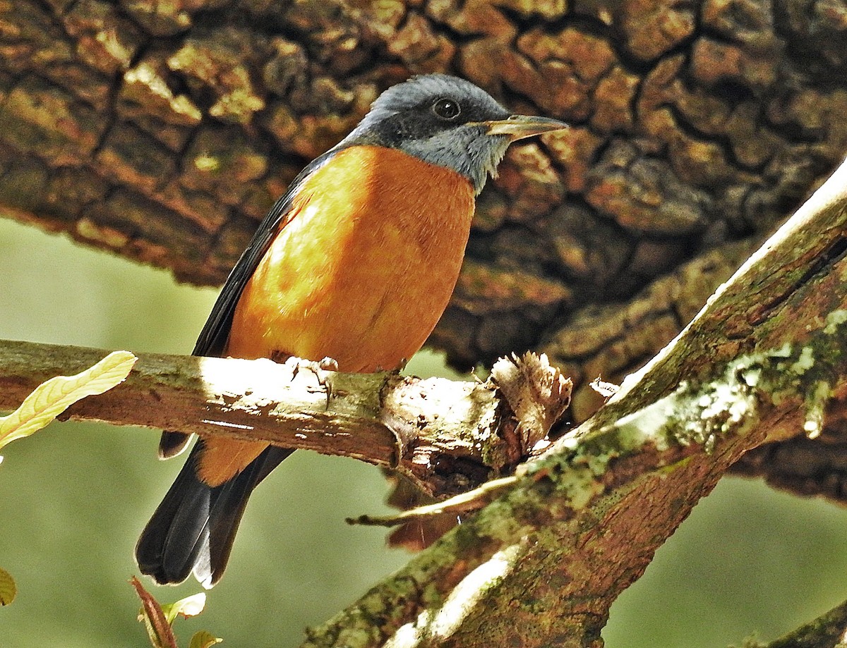 Blue-capped Rock-Thrush - ML646901337