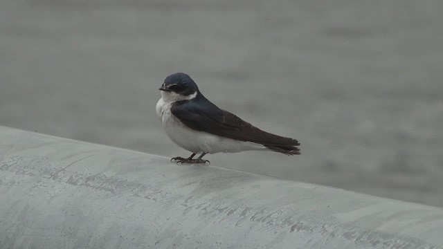 White-rumped Swallow - ML646901338