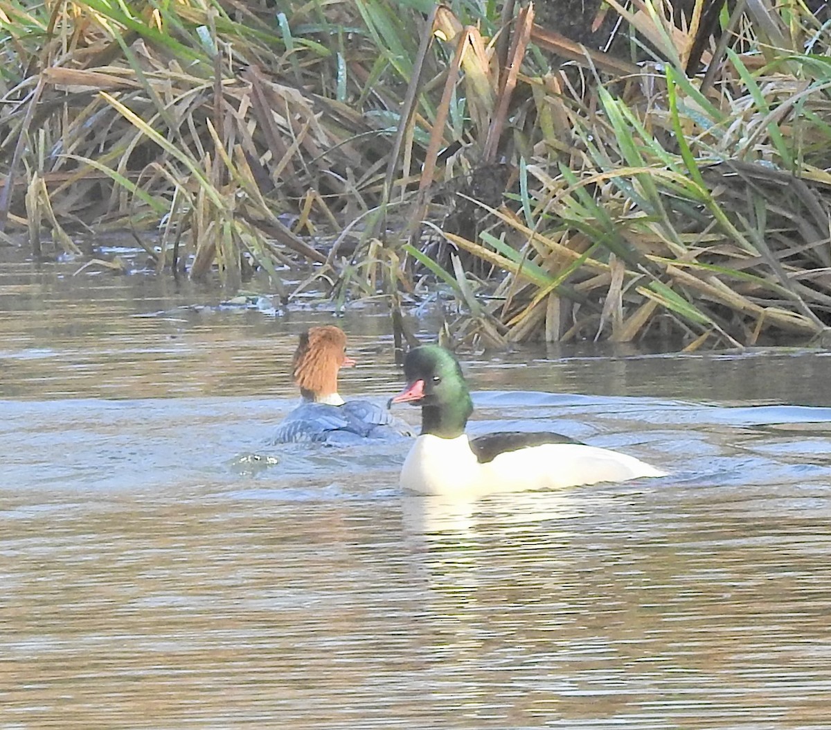 川秋沙 - ML646901339