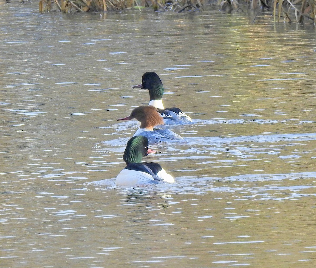 川秋沙 - ML646901340
