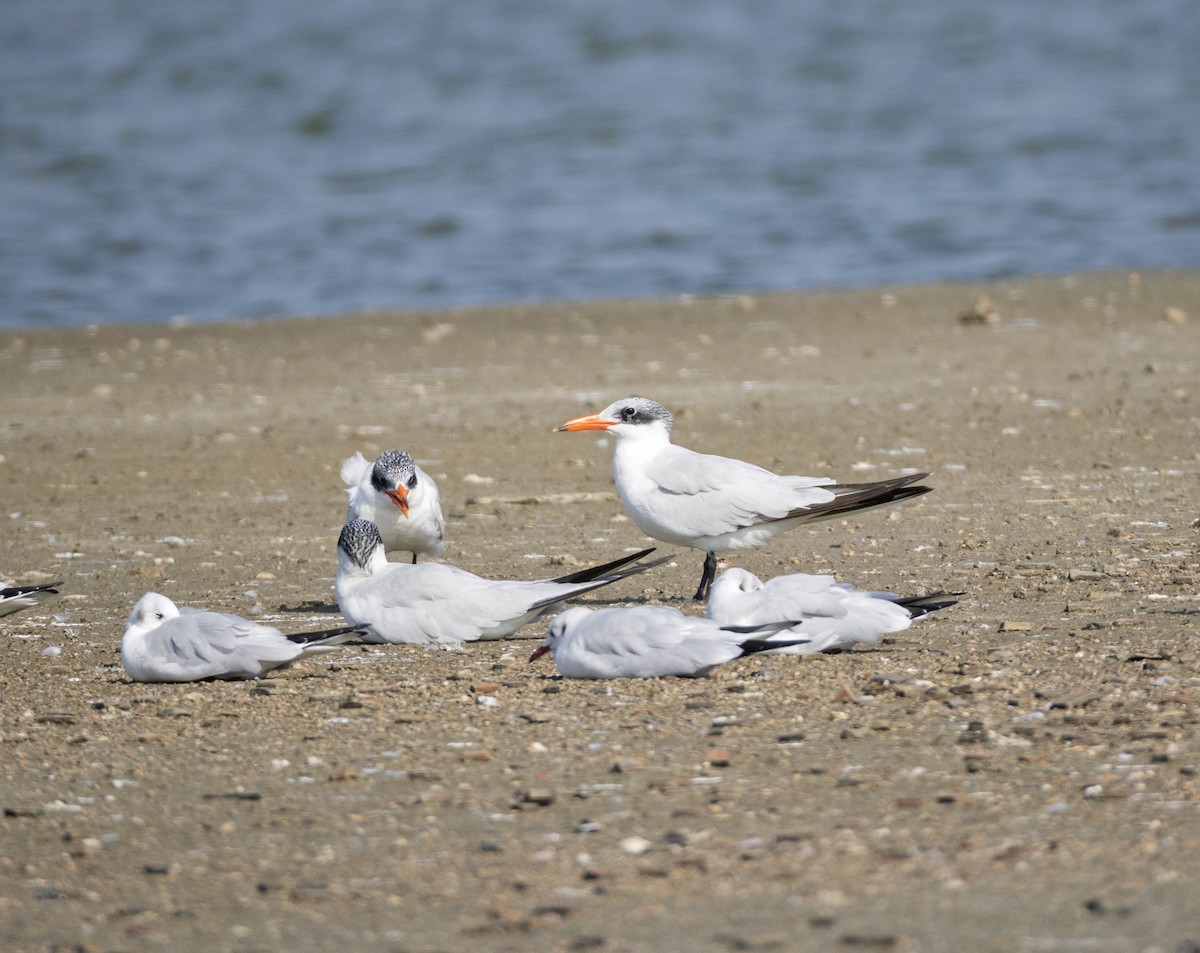 裏海燕鷗 - ML646901342