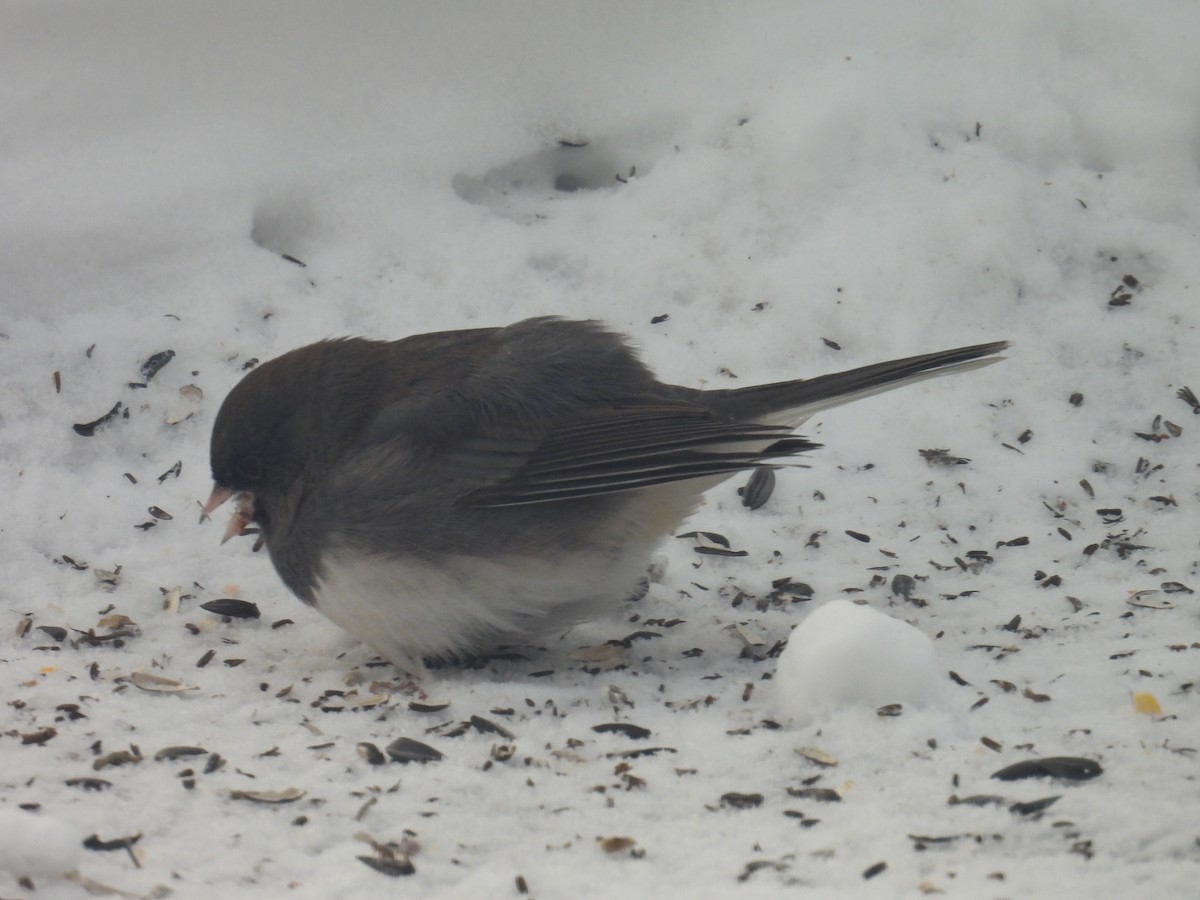 Юнко сірий - ML646901343