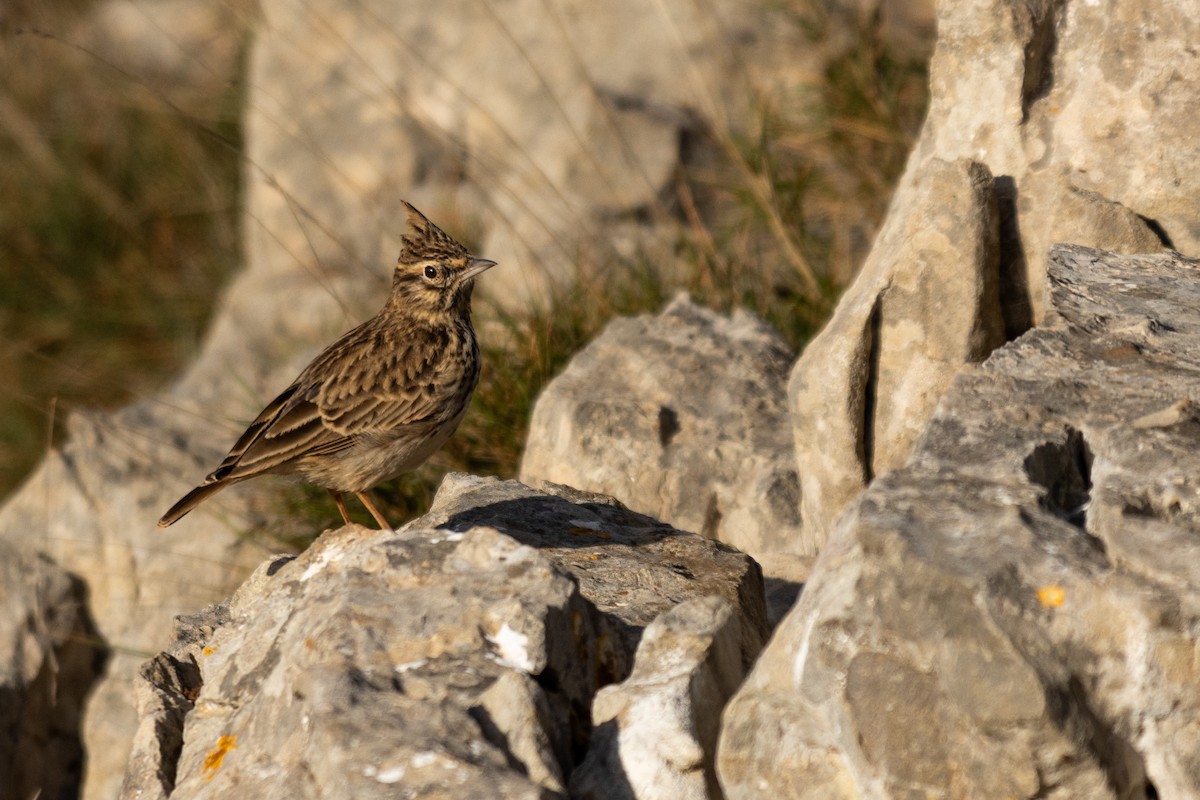 Thekla's Lark - ML646901345