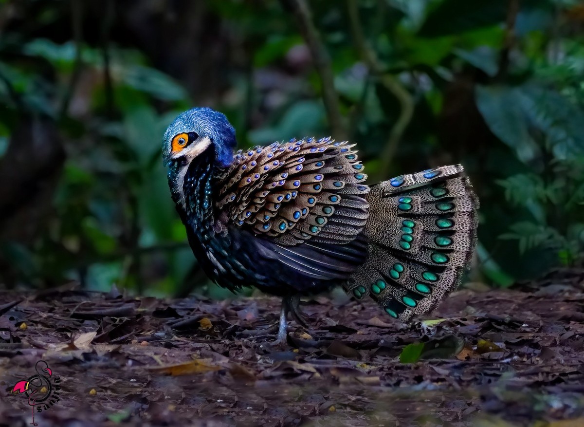 Bornean Peacock-Pheasant - ML646901346