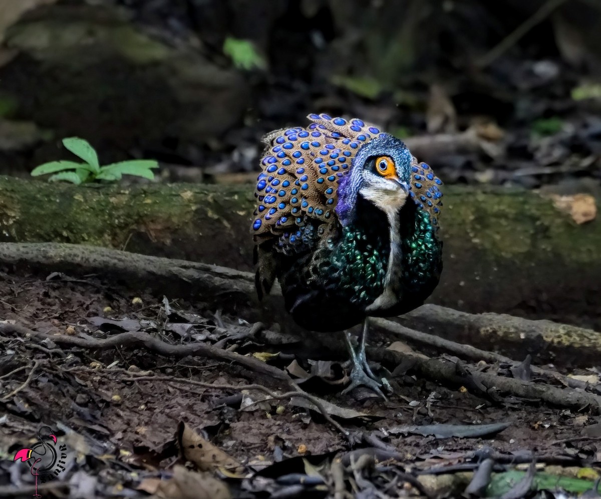 Bornean Peacock-Pheasant - ML646901347
