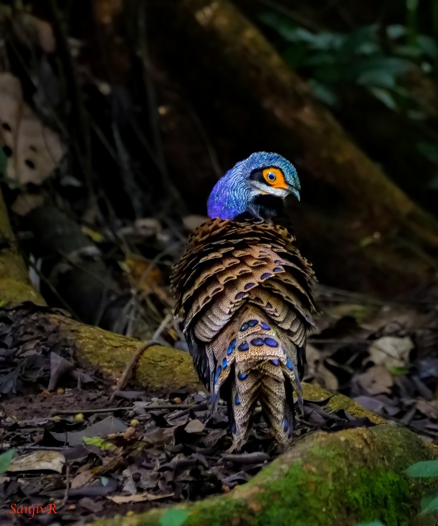 Bornean Peacock-Pheasant - ML646901348