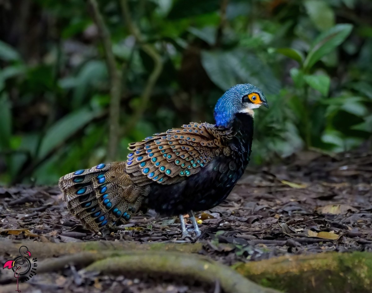 Bornean Peacock-Pheasant - ML646901349