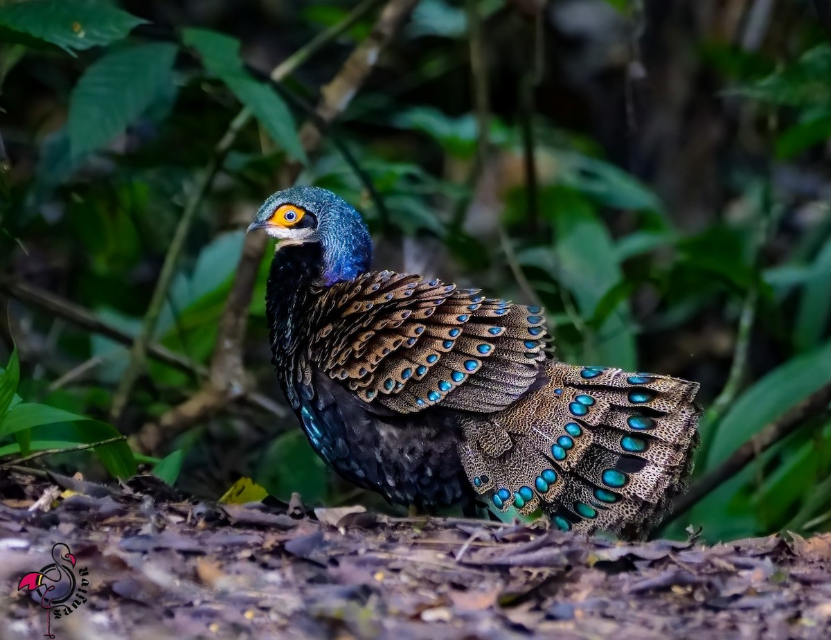 Bornean Peacock-Pheasant - ML646901350