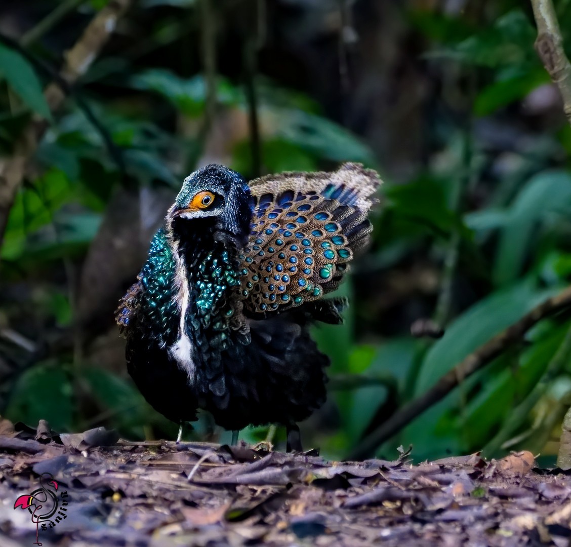 Bornean Peacock-Pheasant - ML646901351