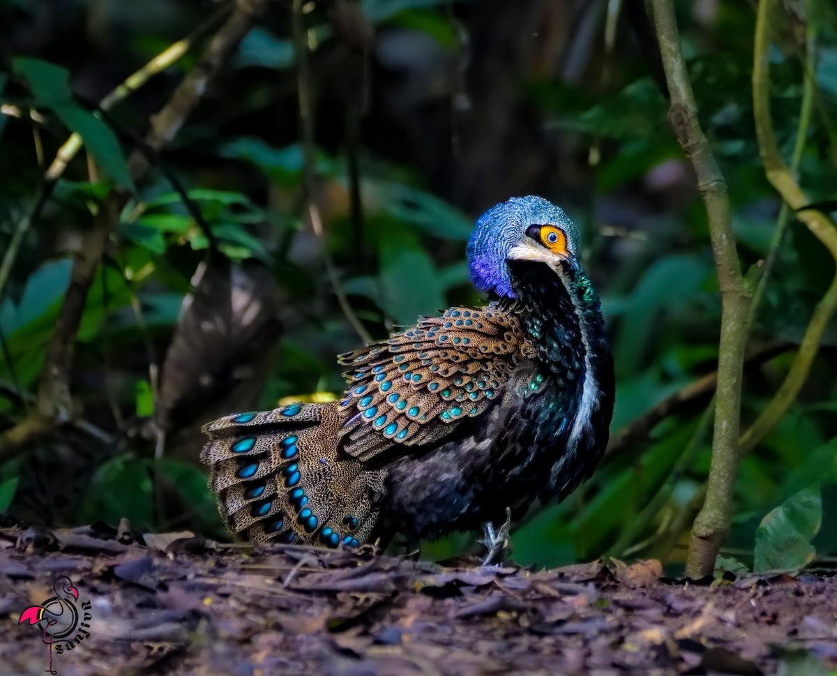 Bornean Peacock-Pheasant - ML646901352