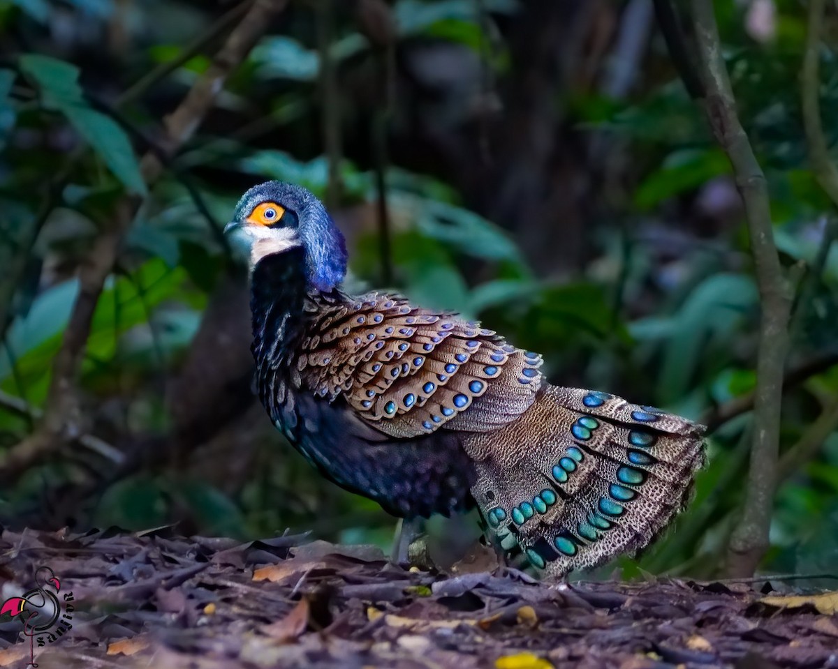 Bornean Peacock-Pheasant - ML646901353