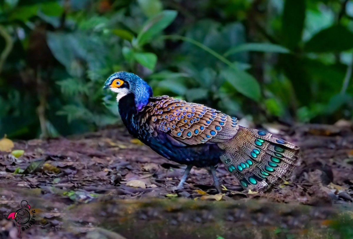 Bornean Peacock-Pheasant - ML646901354