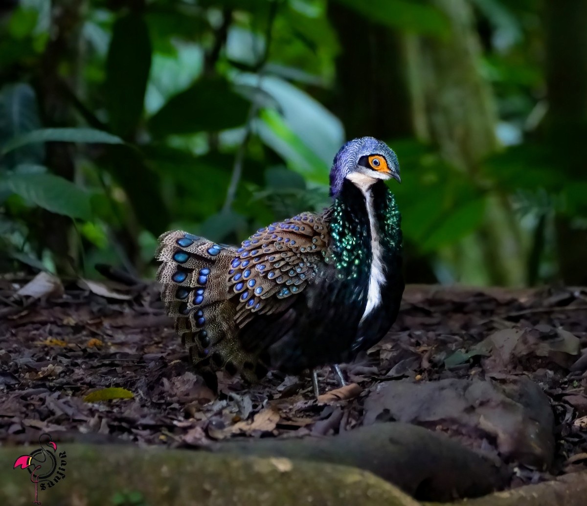Bornean Peacock-Pheasant - ML646901355