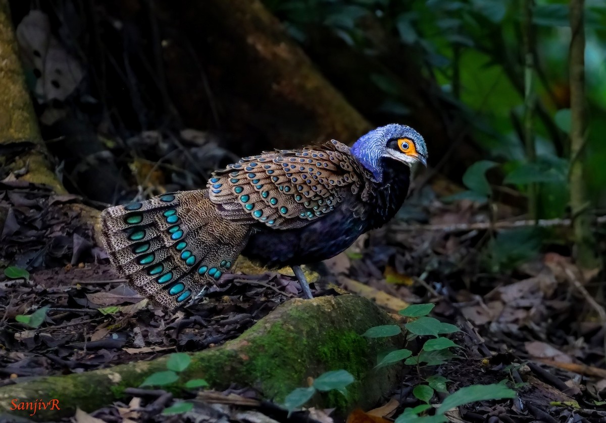 Bornean Peacock-Pheasant - ML646901356